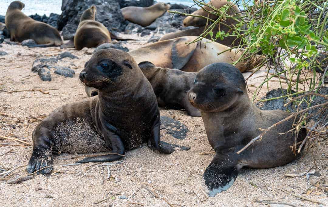 Sea Lion Baby Letty Galapagos Islands Ecoventura Itinerary B Review