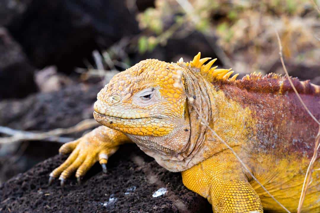 Land Iguana Letty Galapagos Islands Ecoventura Itinerary B Review