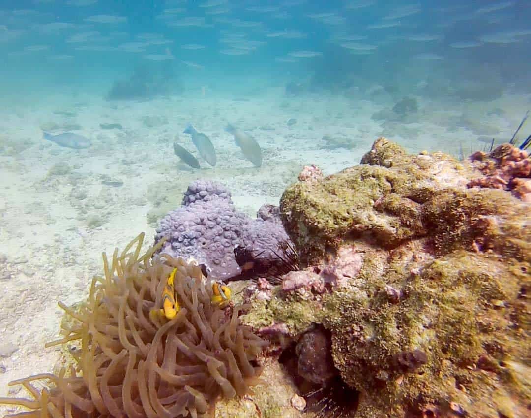 ve ever wanted to cheque out the Sultanate of Oman diving sites Sultanate of Oman Diving – Is It Worth Doing (And What You Need to Know)