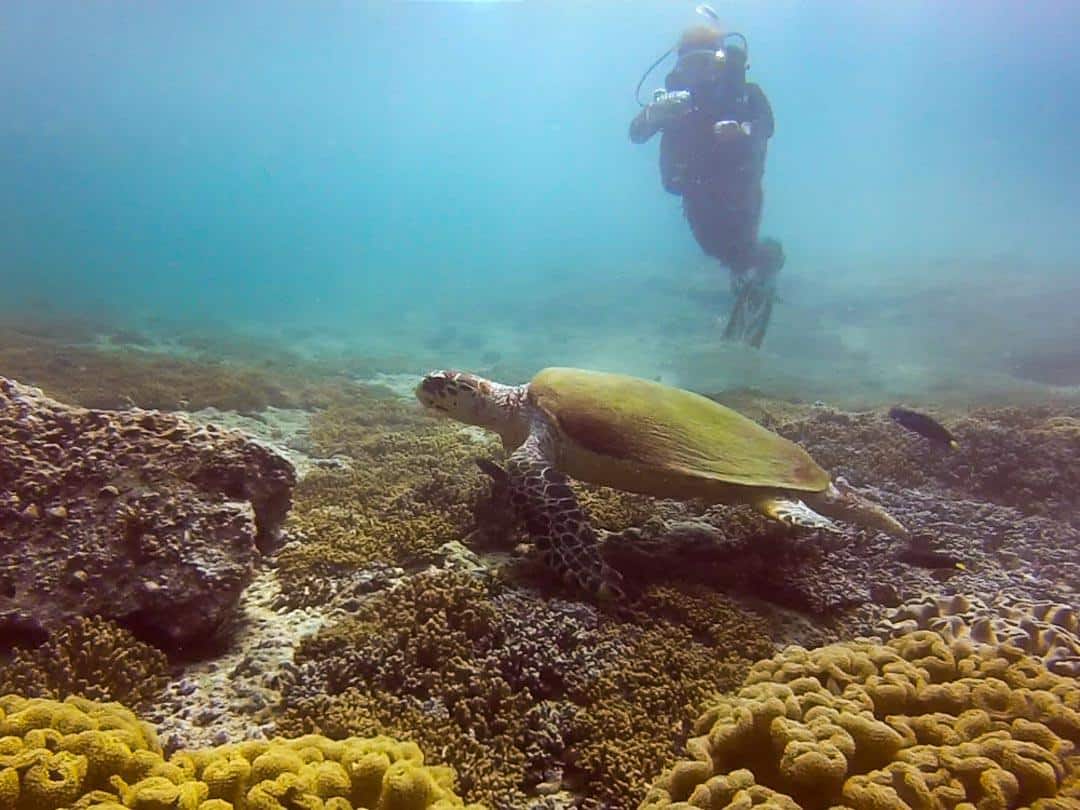 Turtle Oman Diving