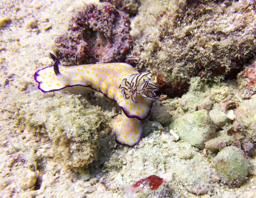 Nudibranch Oman Diving