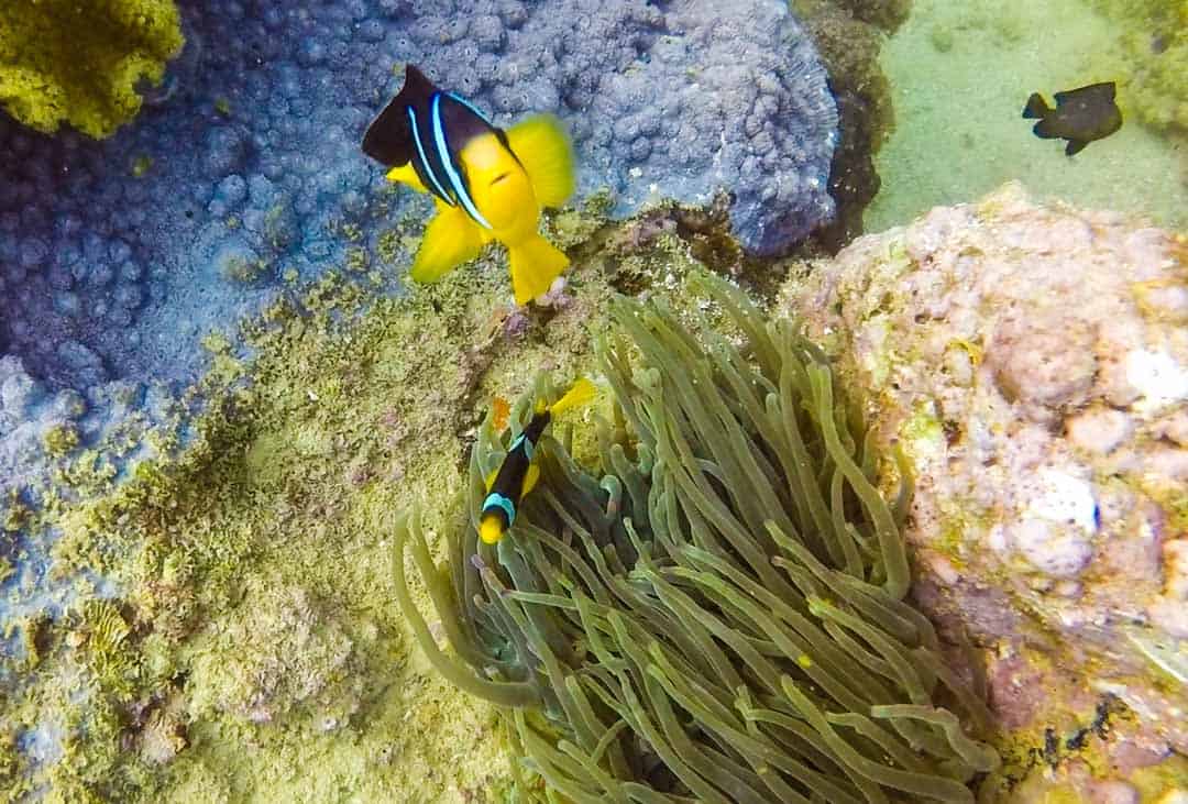 Clown Fish Oman Diving