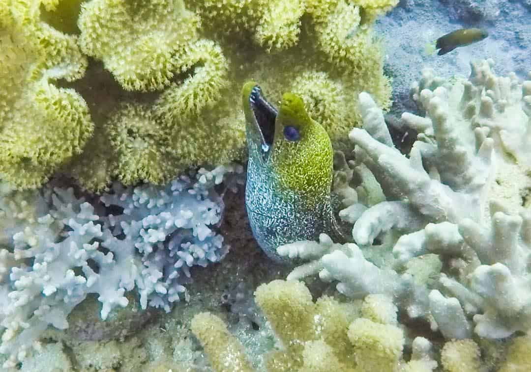 Moray Eel Oman Diving