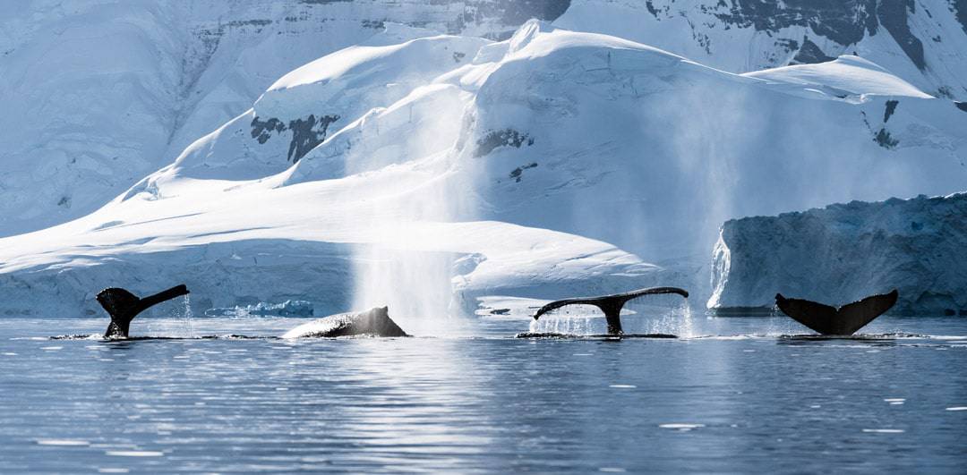 s close impossible to seat your emotions into words the foremost fourth dimension y'all form your eyes over t How to Travel to Antarctica Responsibly (Must Read)