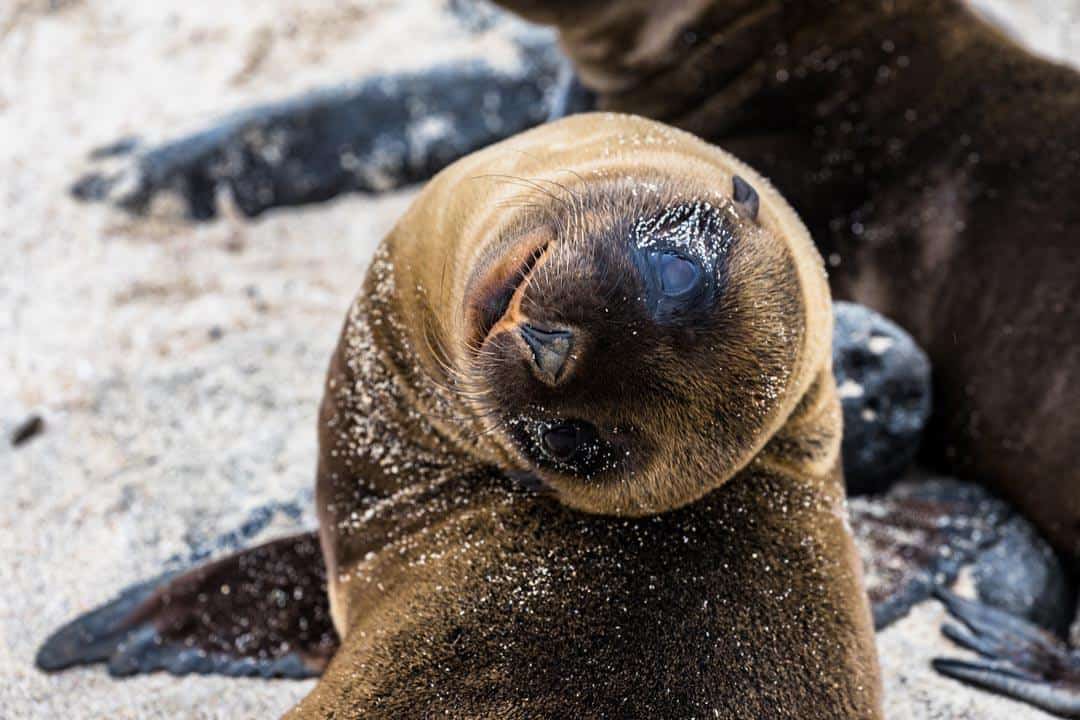 Sea Lion Pup Ecoventura Itinerary A Review Origin Galapagos Islands