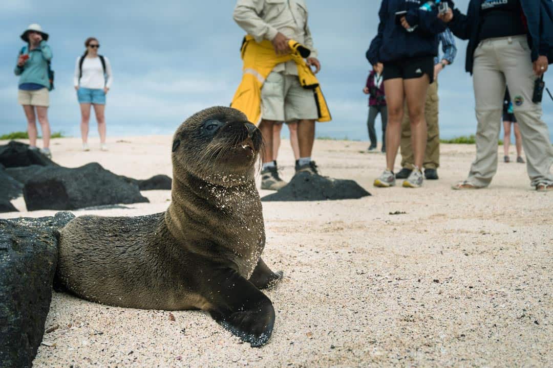 Sea Lion Pup Ecoventura Itinerary A Review Origin Galapagos Islands