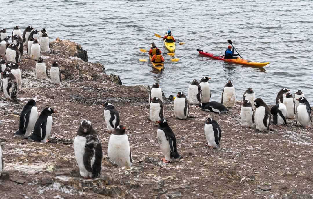 Penguins Kayakers How To Travel To Antarctica Responsibly