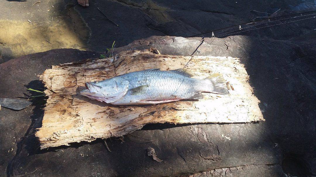 Barramundi Sailing The Kimberely