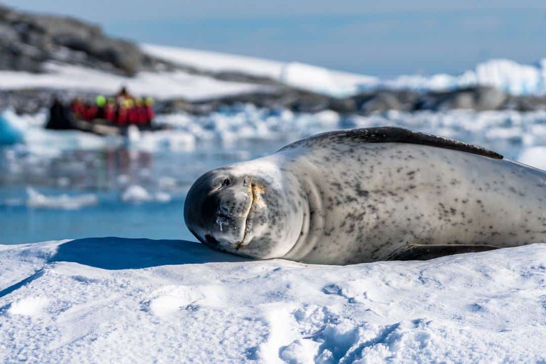 Sleeping Seal How To Travel To Antarctica Responsibly