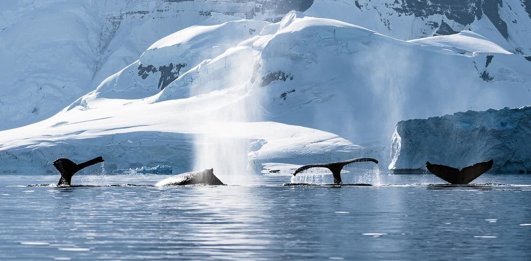 Humpback Whales Gerlache Strait