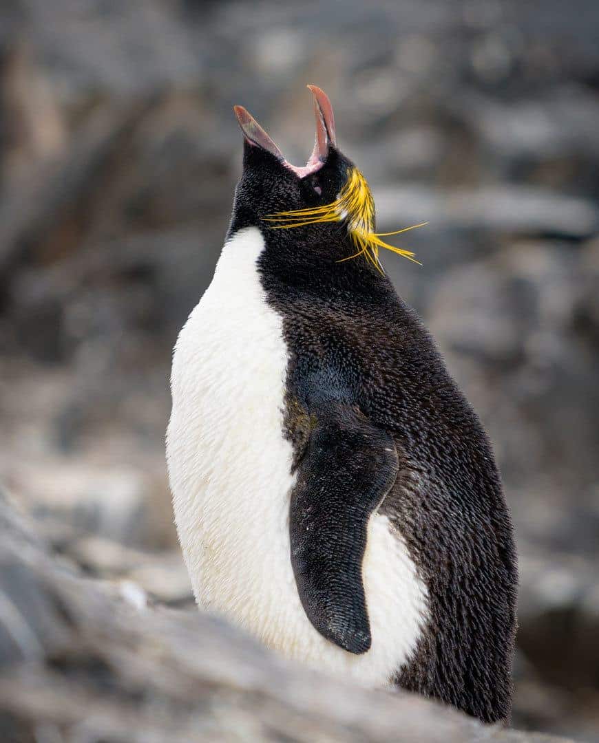 マカロニペンギン