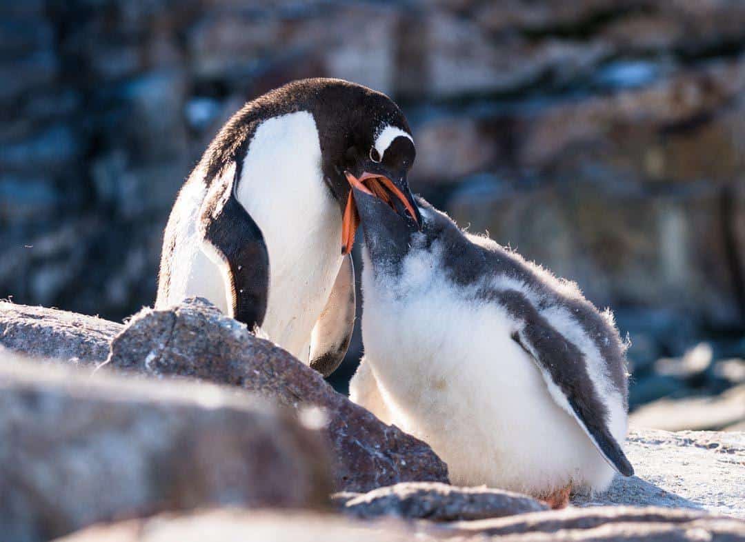 Gentoo Penguin Antarctica