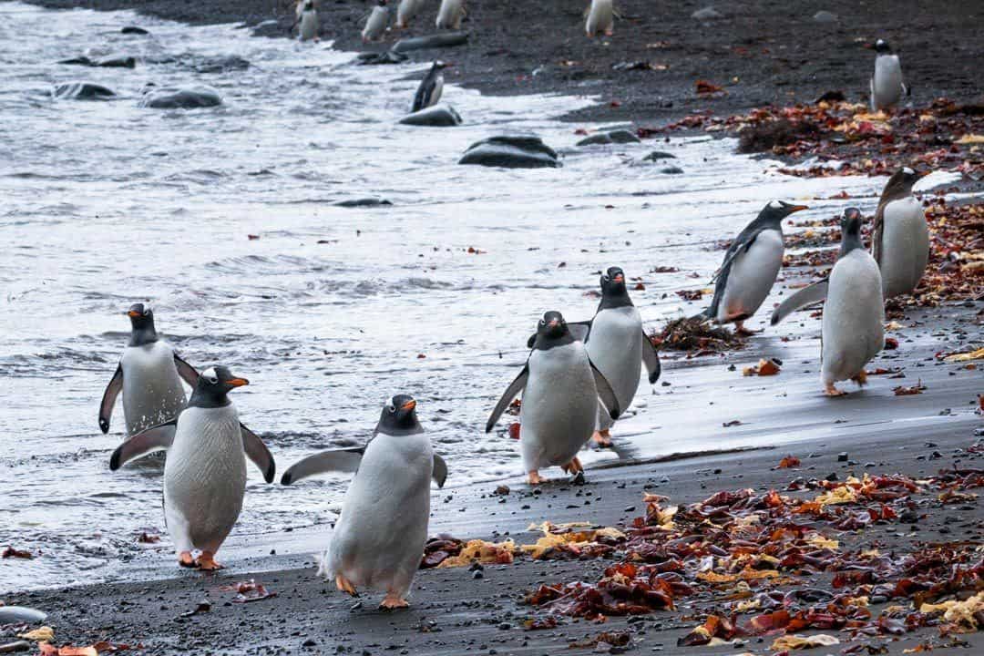 Penguins Running Antarctica