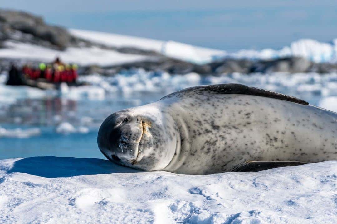 Leopard Seal