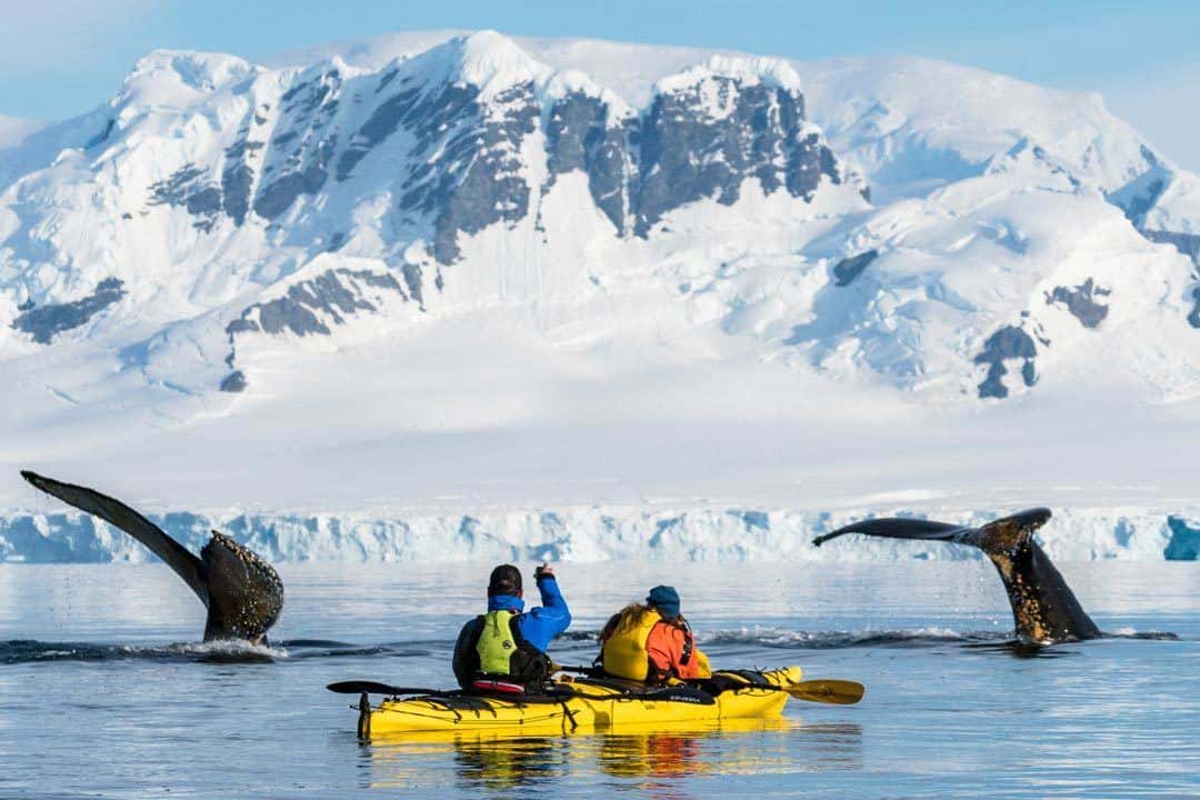 Humpback Whale Antarctica Kayak