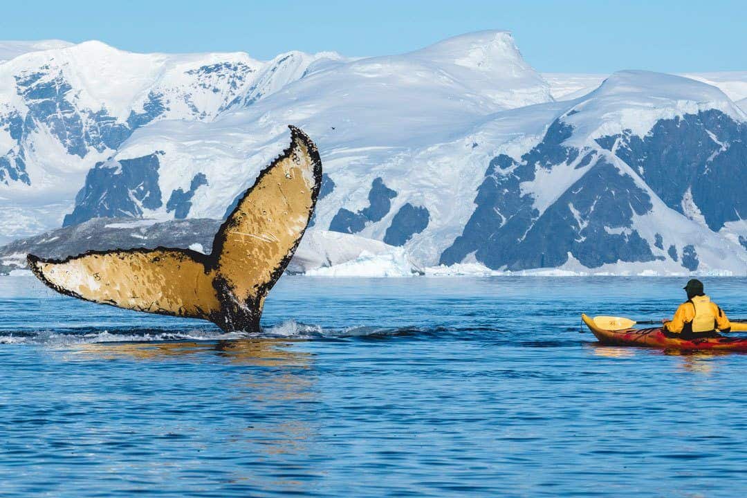 Humpback Whale Kayaker Antarctica