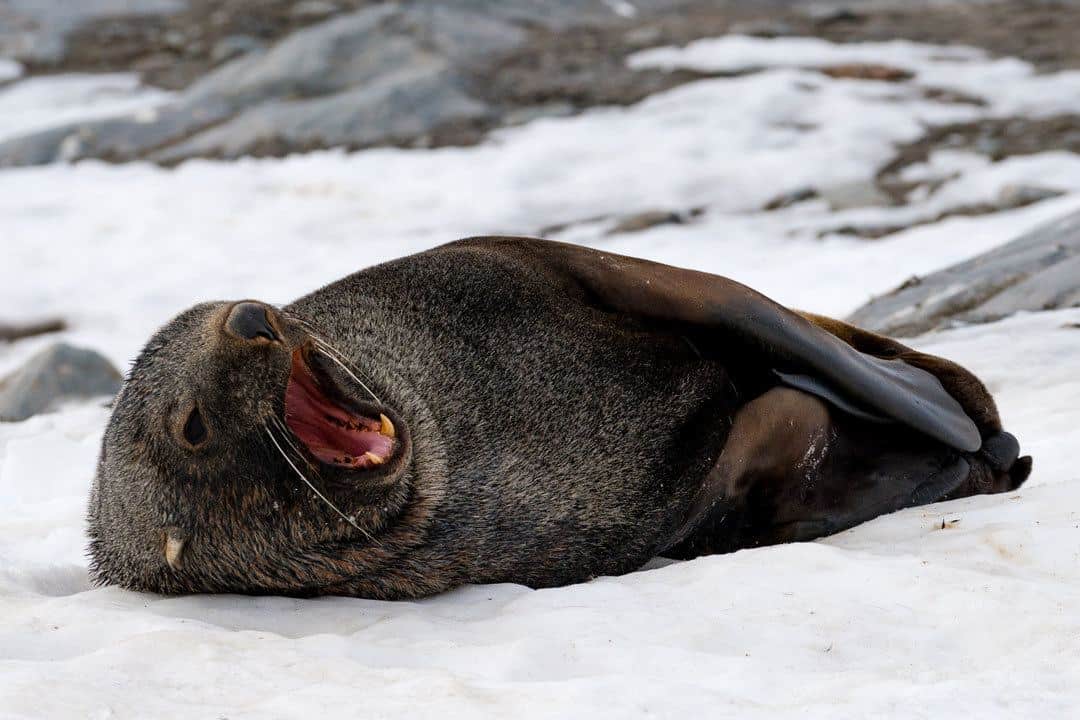 Yawning-Sea-Lion-Antarctica - NOMADasaurus Adventure Travel Blog