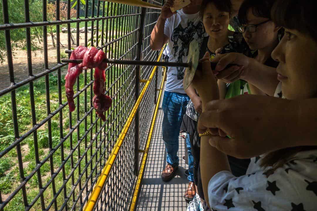 Meat Harbin Siberian Tiger Park