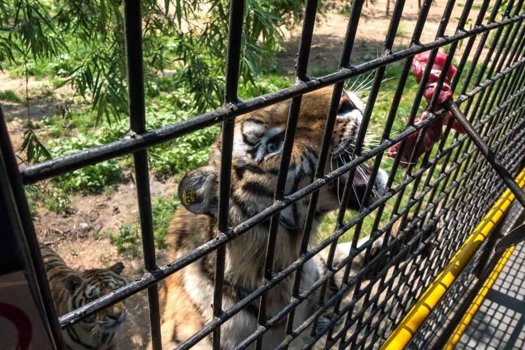 Siberian Tiger Park in Harbin 🇨🇳