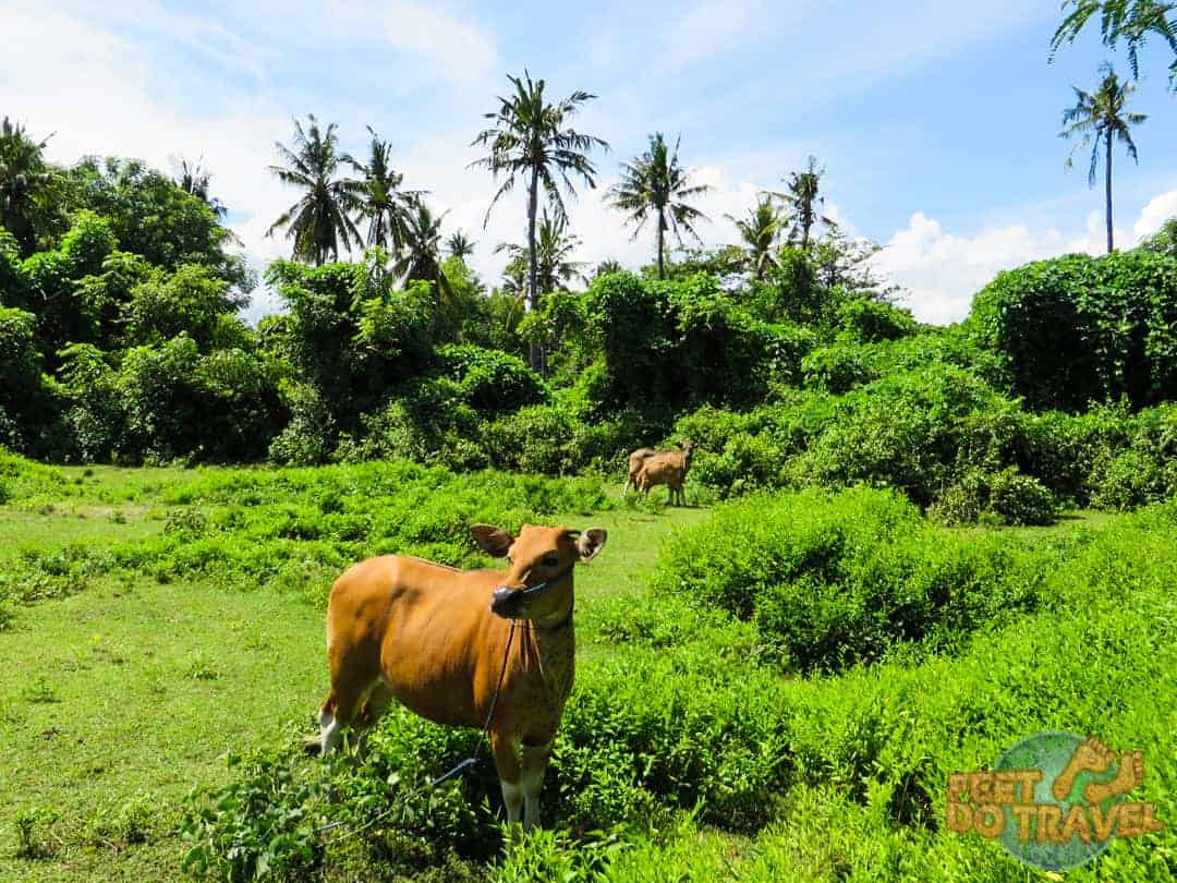 Cows In The Field