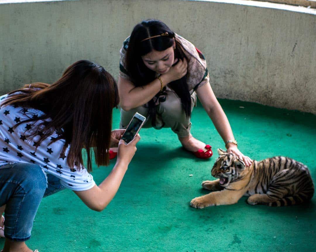 Scared Tiger Cub