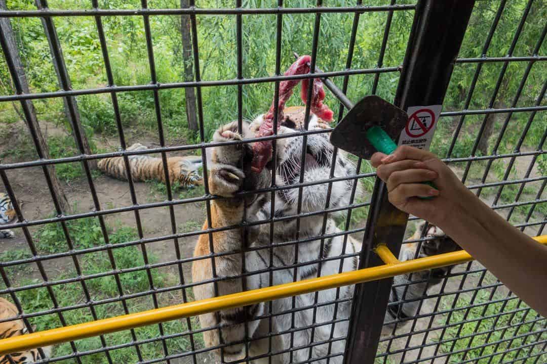 Feeding The Tigers