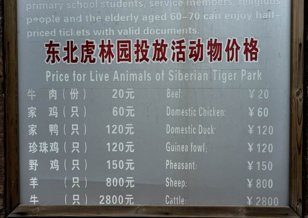 Siberian Tiger Park in Harbin 🇨🇳