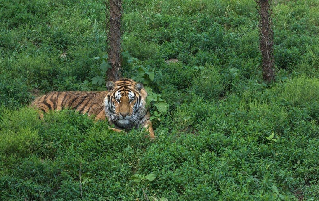 Harbin Siberian Tiger Park