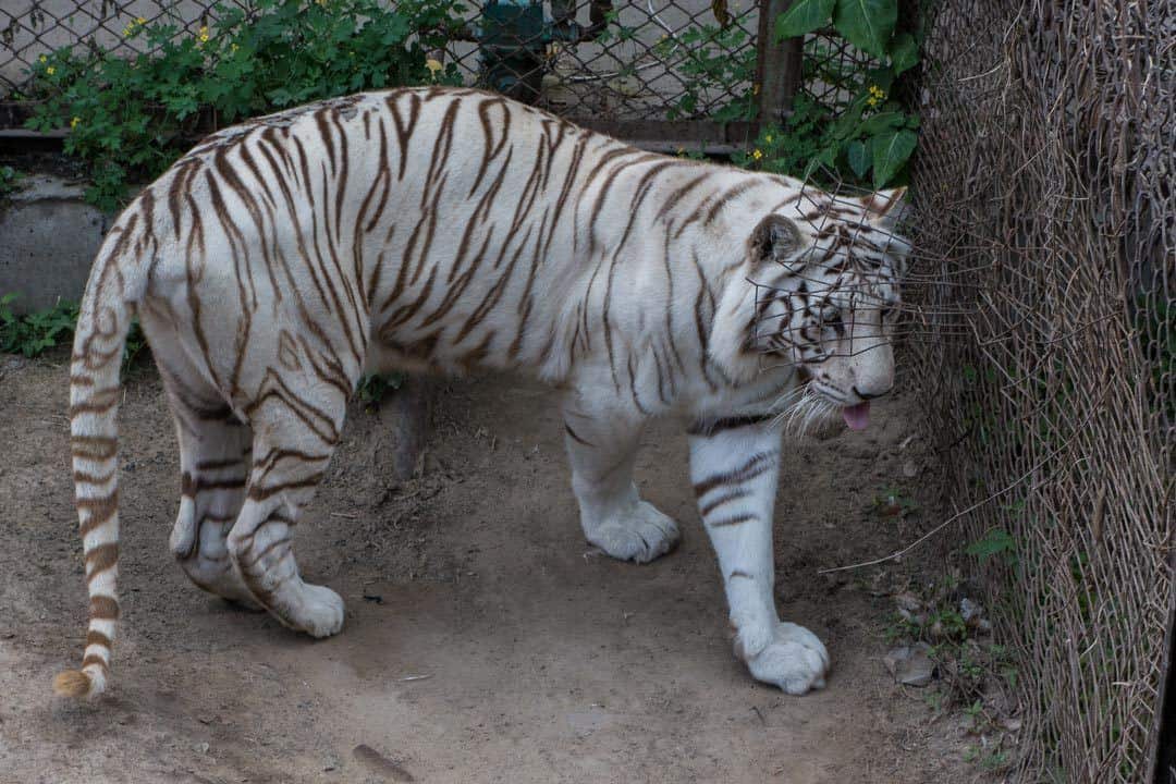 White Tiger