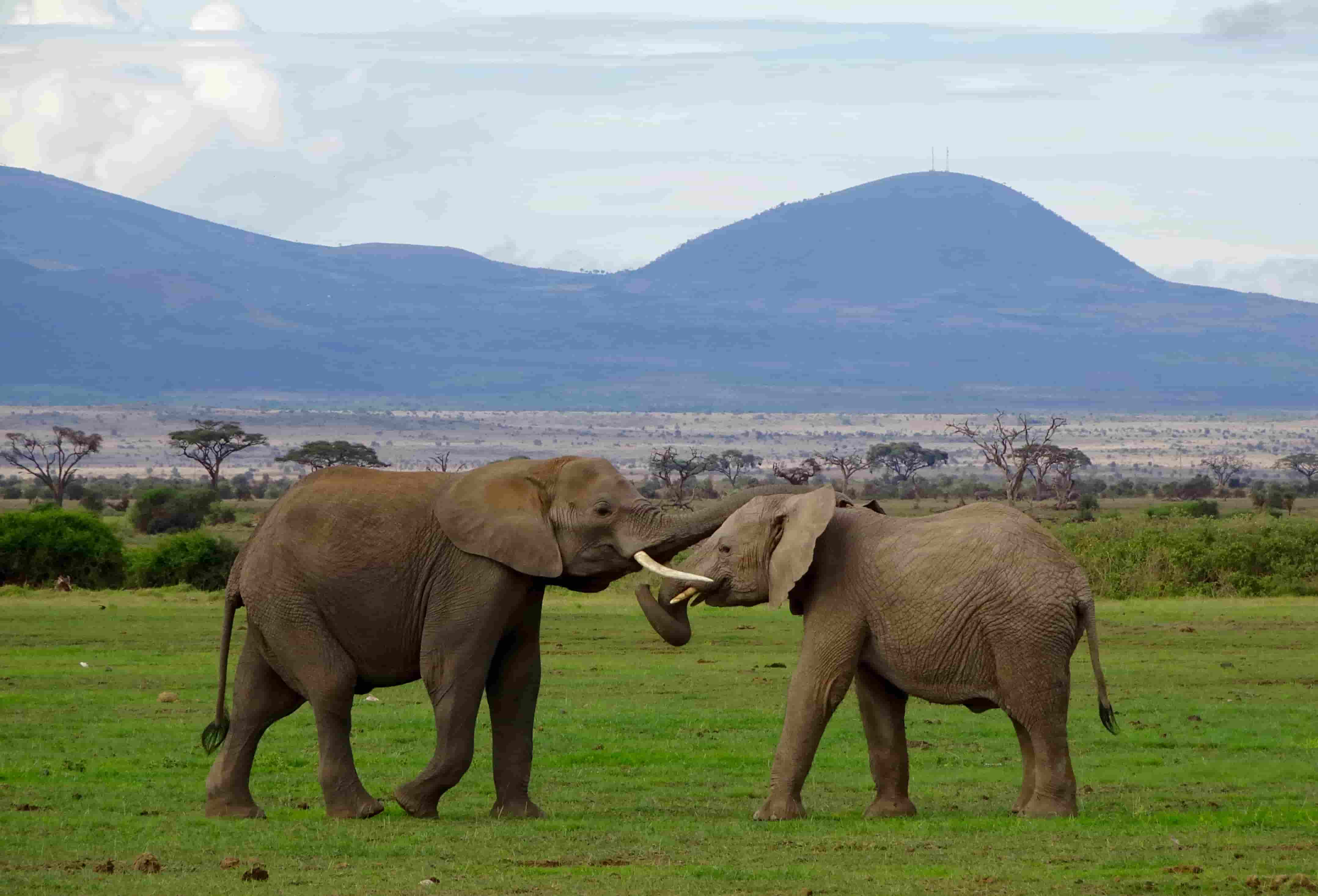 Elephants In Amboseli Adventure Activities In Kenya