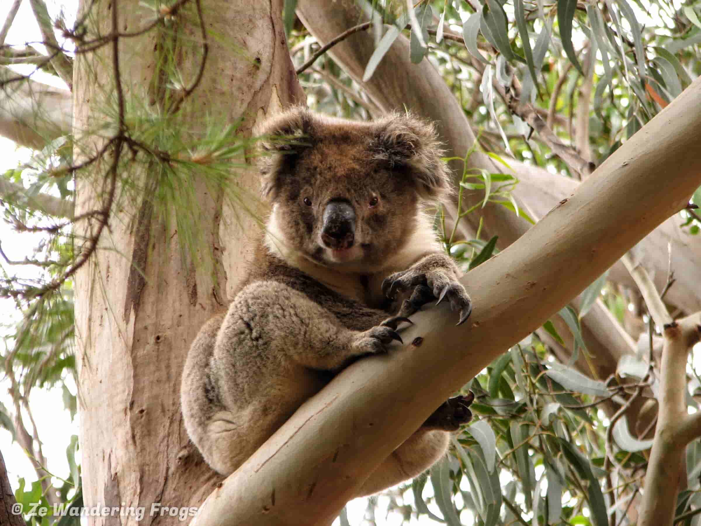 Koala Bear On Kangaroo Island