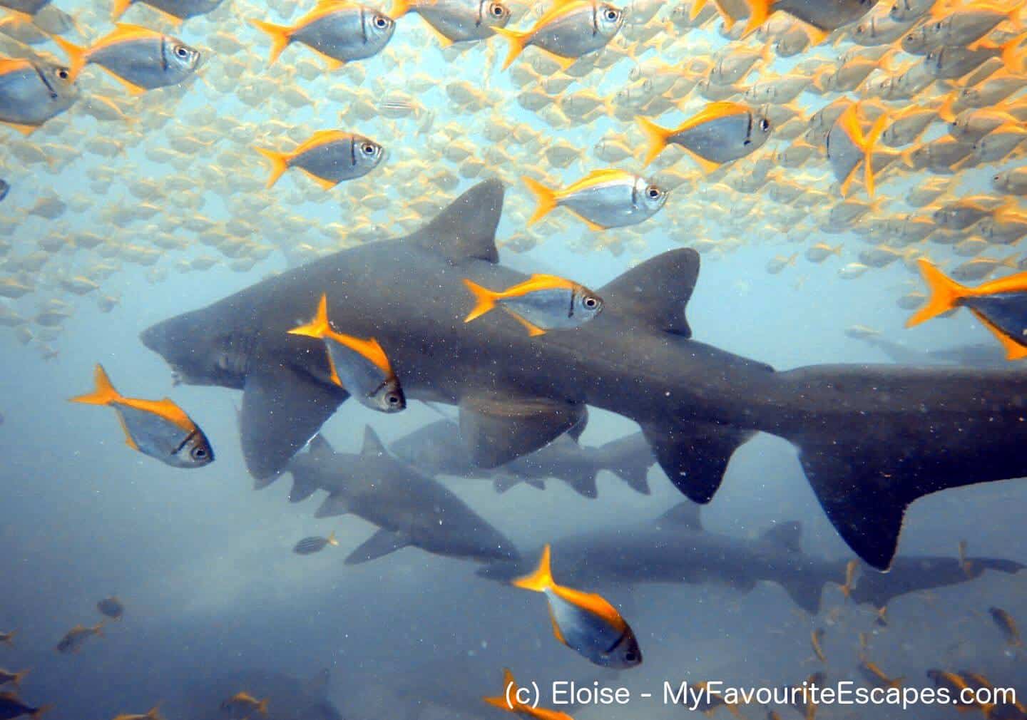 Grey Nurse Sharks