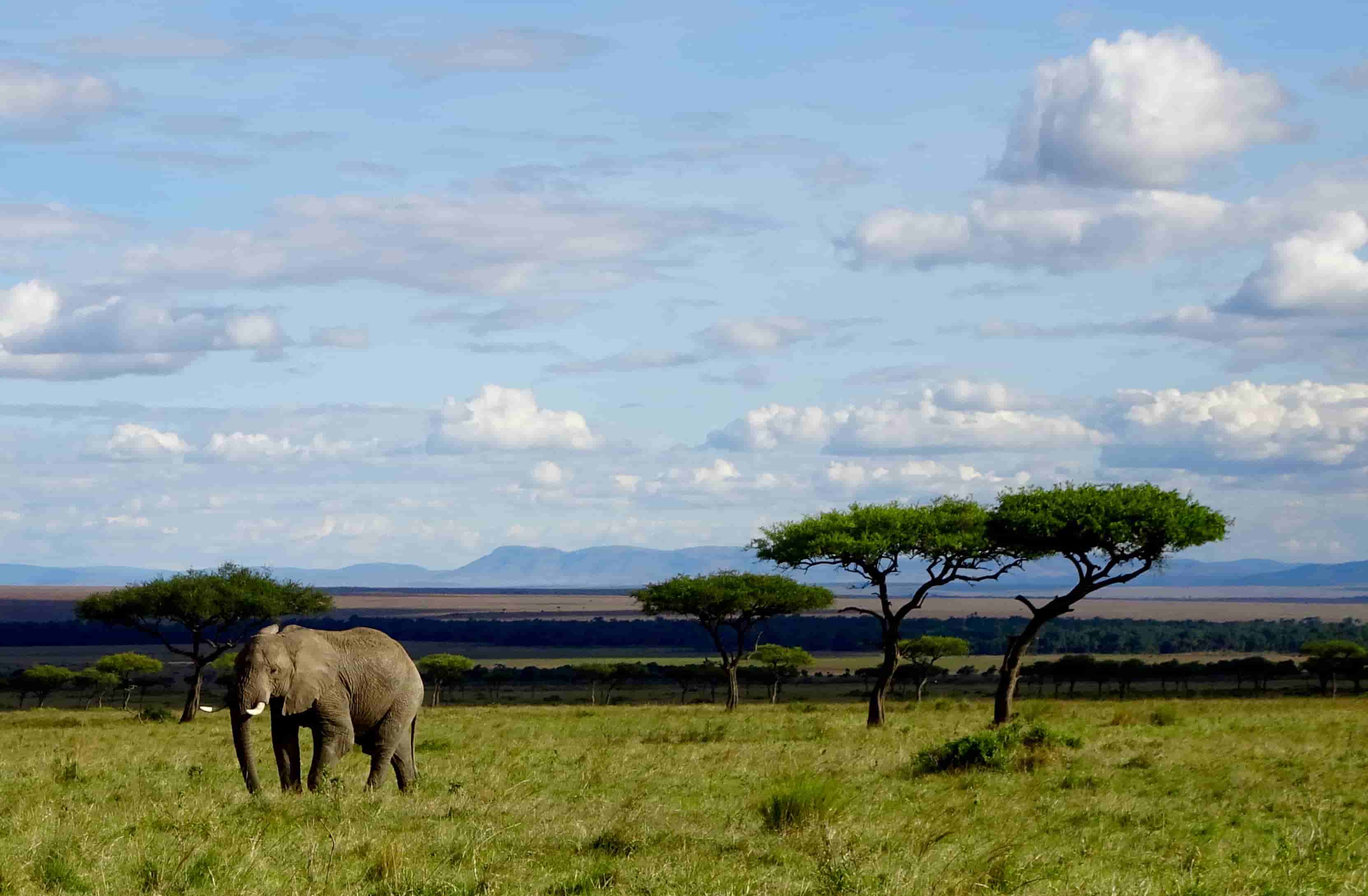 Elephant In Maasai Mara