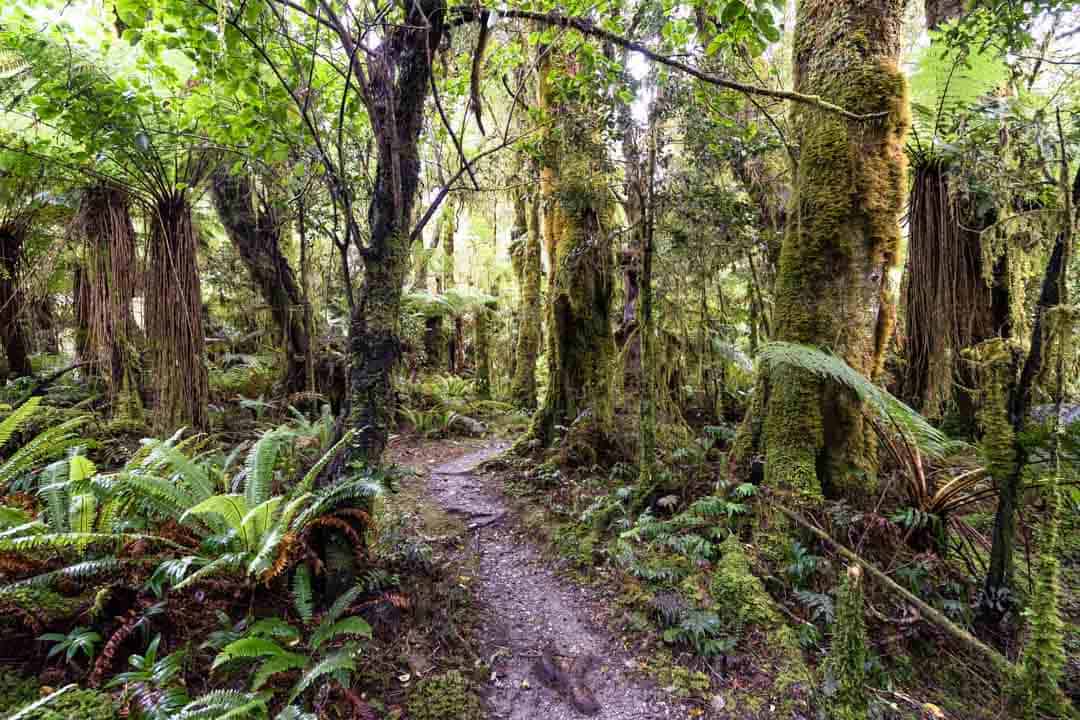 Pathway Forest Doubtful Sound