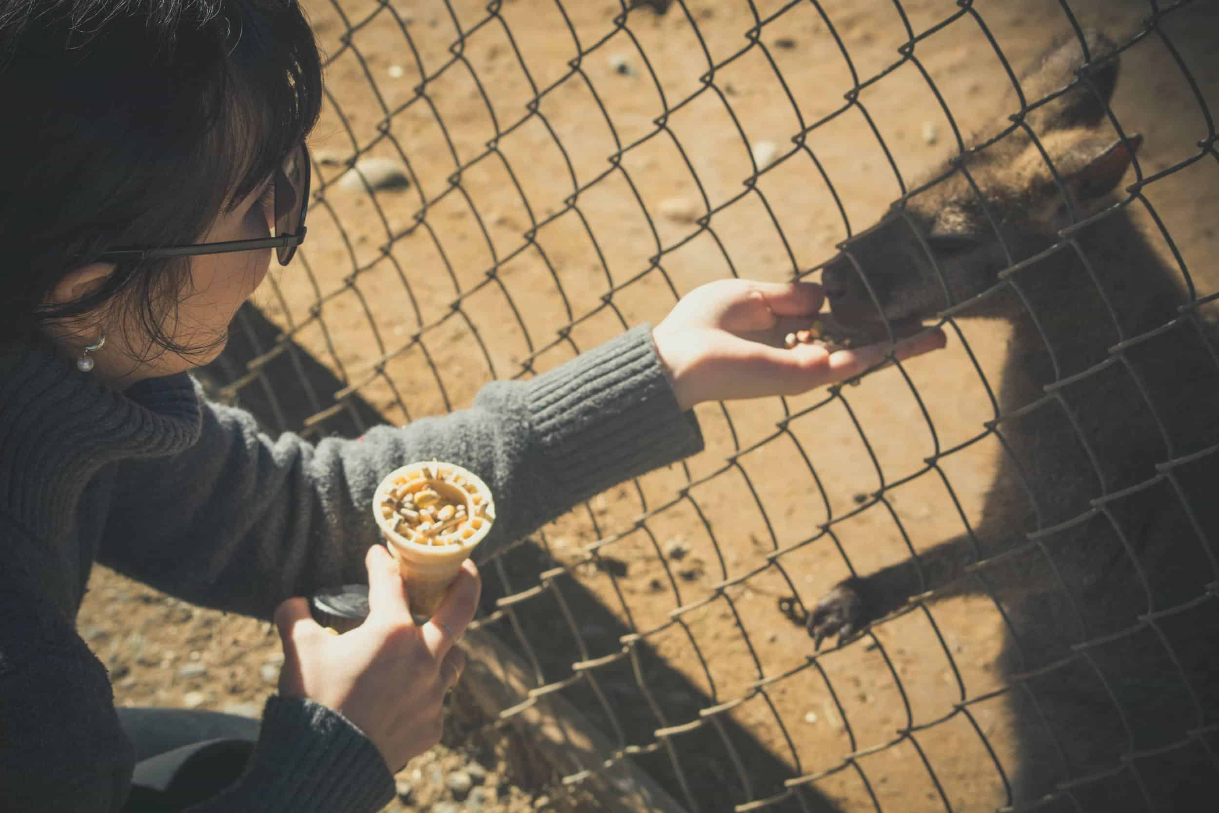 Kangaroo Feeding