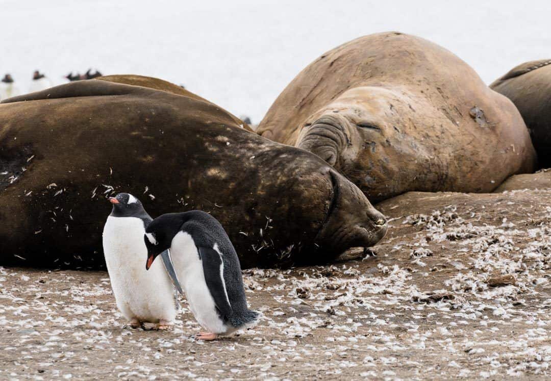 Elephant Seals Gentoo Penguins