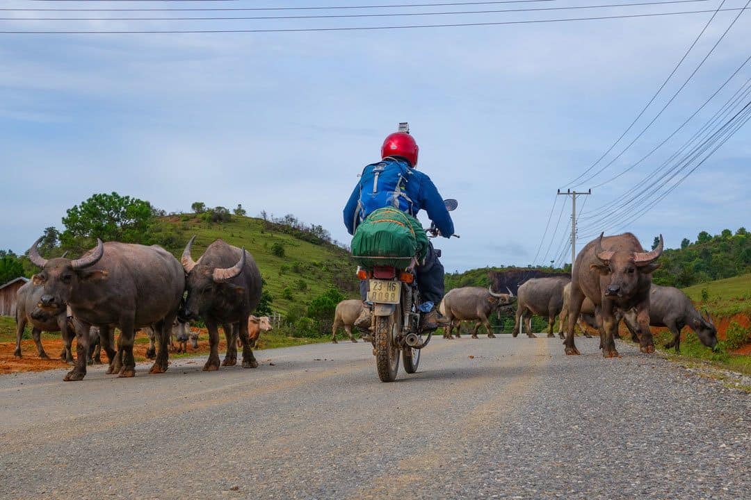 Motorbiking With Buffalos