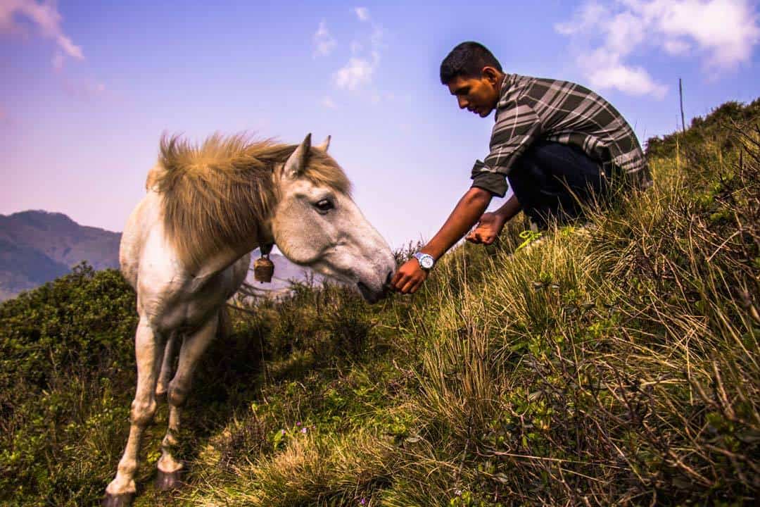 Porter Pony