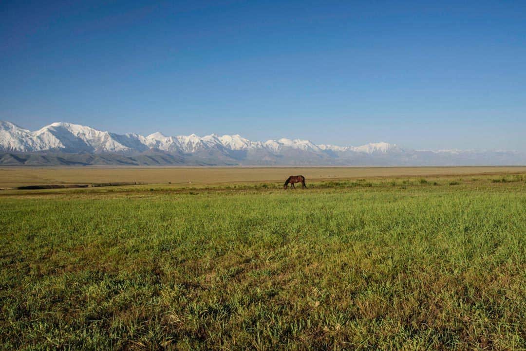 Horse Pamirs