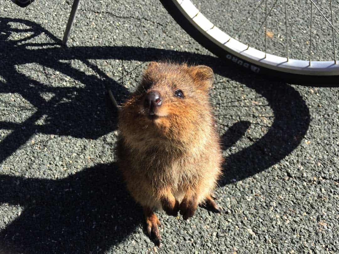 Quokka Rottnest Island Pixabay