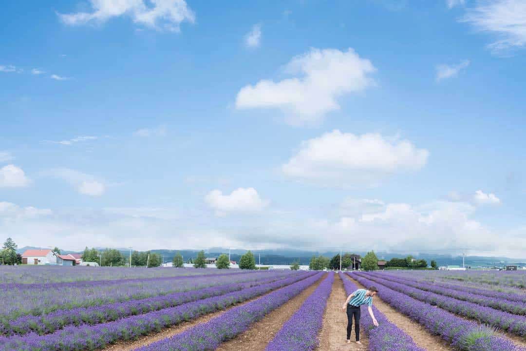 Lavender Fields, Japan