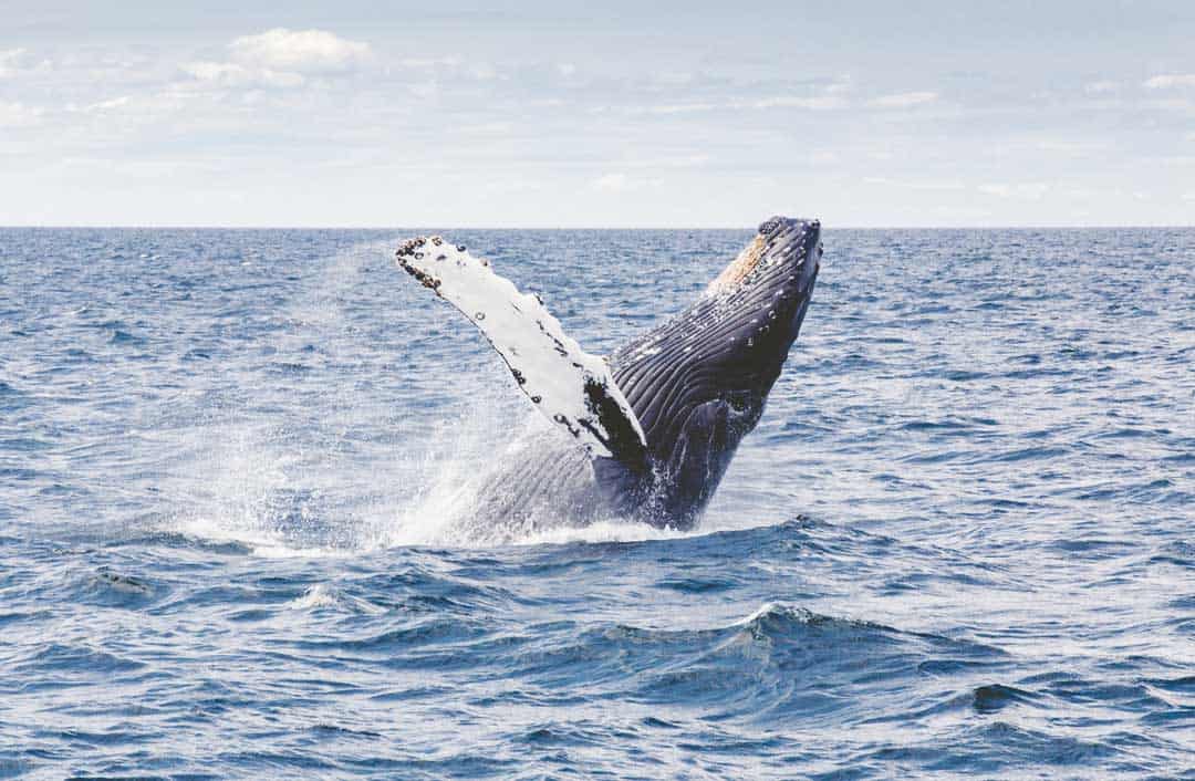 Humpback Whale Thomas Kelley Unsplash