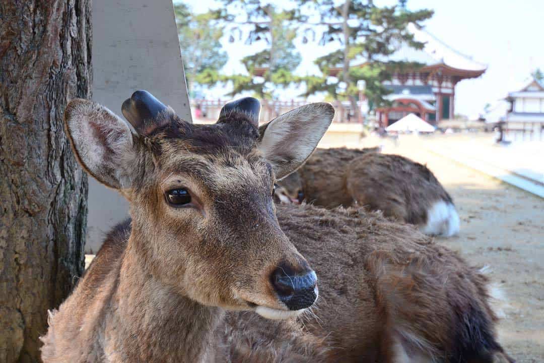 Nara Deer, Japan