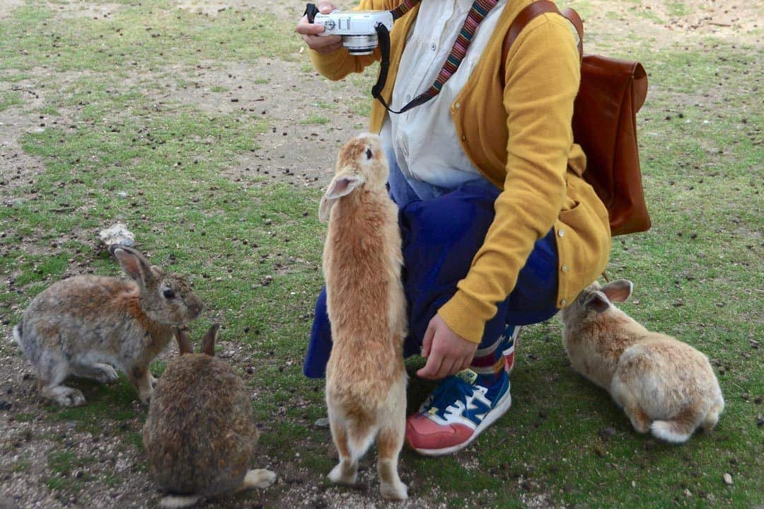 Rabbit Island, Japan