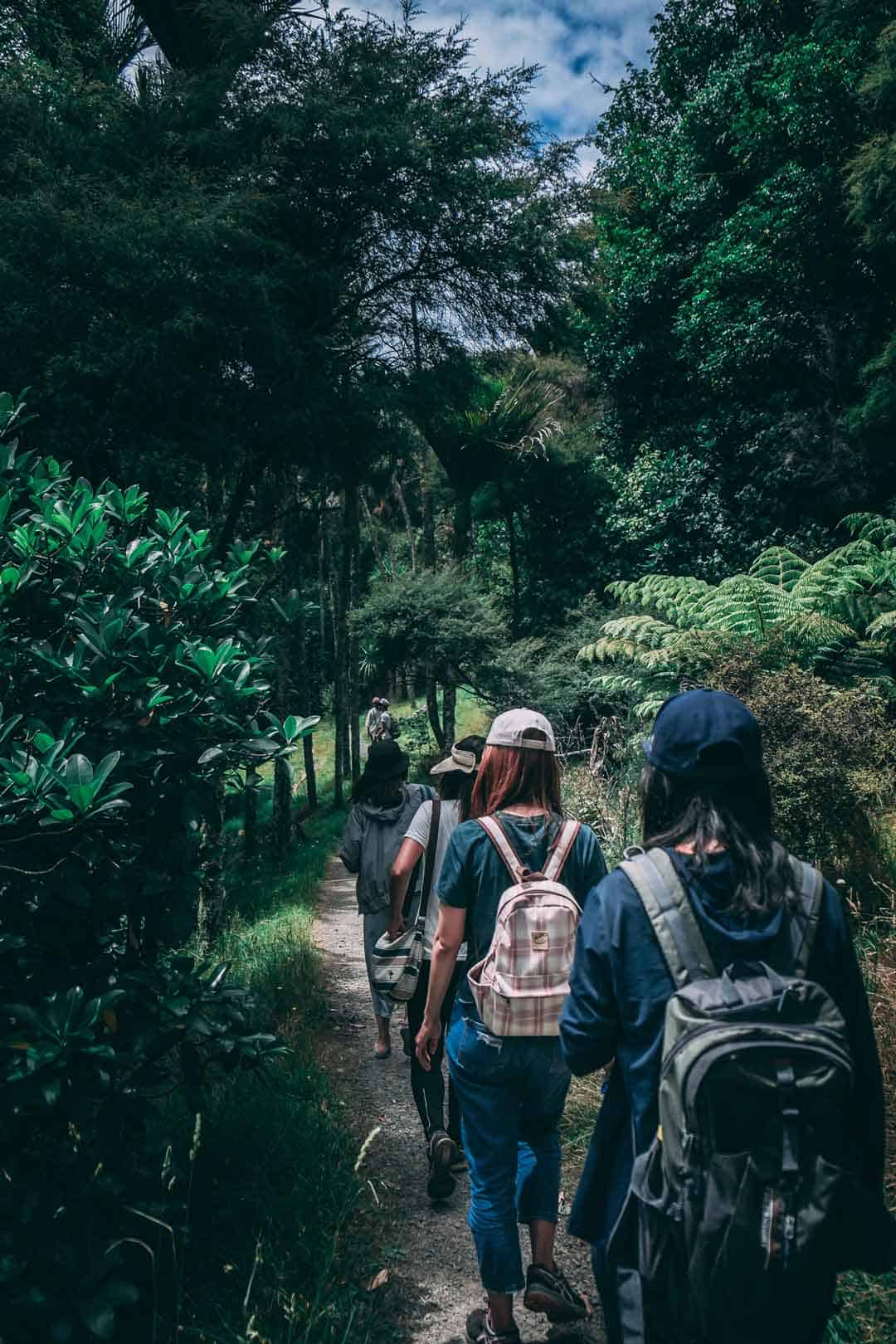 Rainforest, Trekking, Hiking