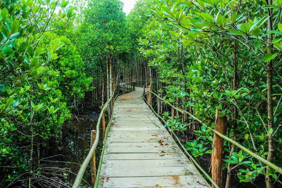 Botanical Garden In Cairns