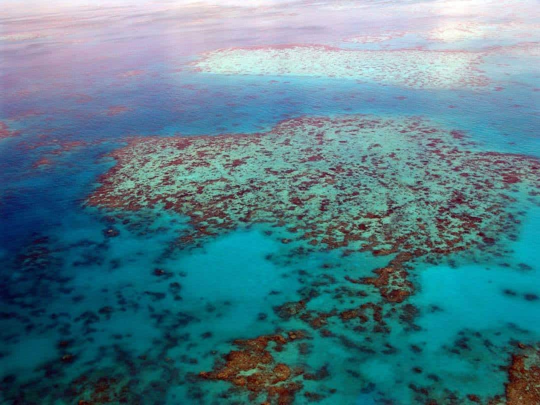 s biggest natural wonders the Great Barrier Reef fifteen Epic Things to Do inwards Cairns, Commonwealth of Australia (2019 Edition)