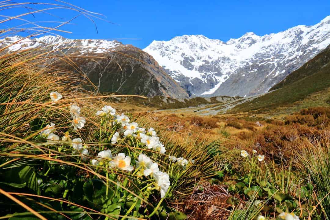 Southern Alps New Zealand