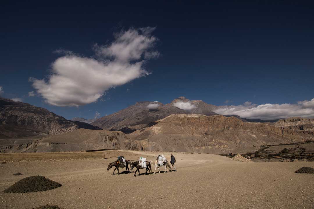 Ponies In Mustang