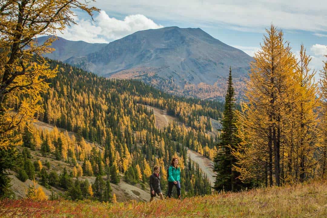 Larches Lake Hikes Near Banff